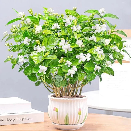 LAST DAY Promotion🌸Double Jasmine Seeds(Free Nutrient Solution)